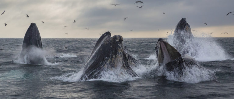 Whale Watching Season in Orange County: What we Can Learn From some of the Ocean's Largest Mammals
