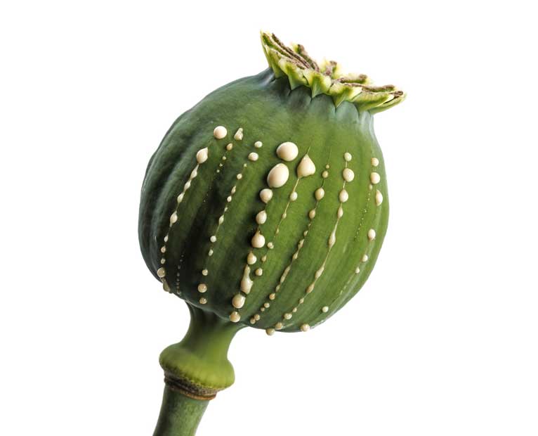 Opium Poppy with Sap